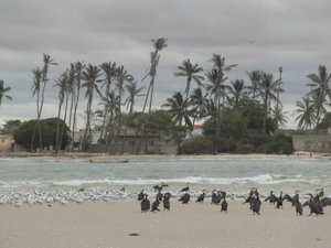 Grey-Headed Gulls and Coromorants