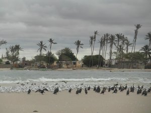 Grey-Headed Gulls and Cormorants