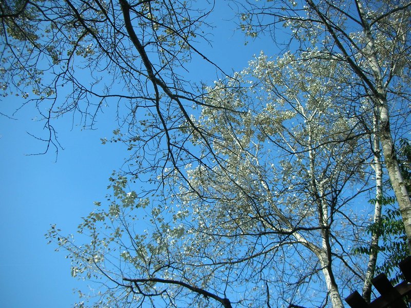 Tree with white leaves that was above us eating on the patio of the pizzeria