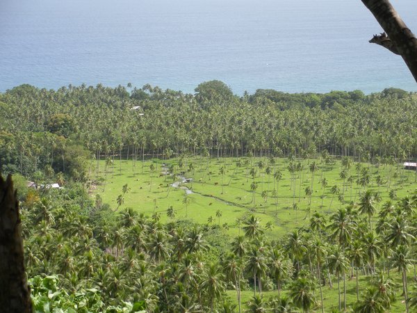 the coconut plantation from above