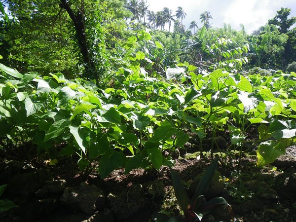 Chaz's Kava Garden