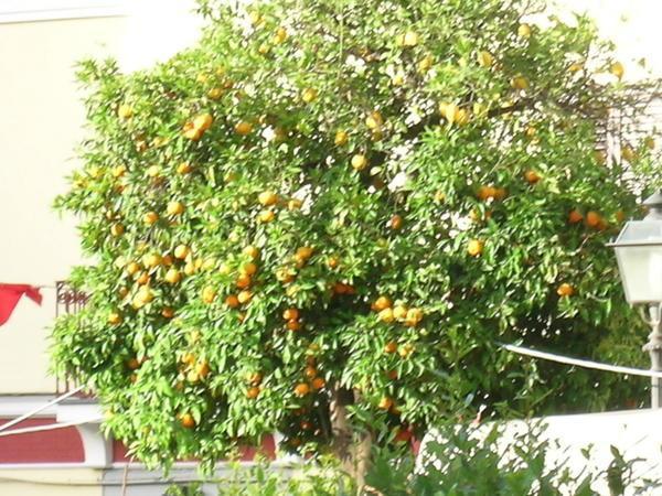 Lemon Trees Everywhere