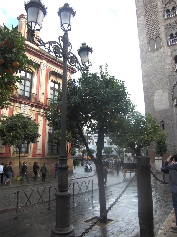 Orange trees lined all the streets and plazas in Sevilla
