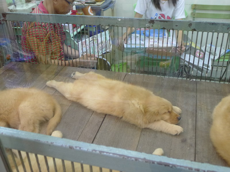 Dogs for sale at the market