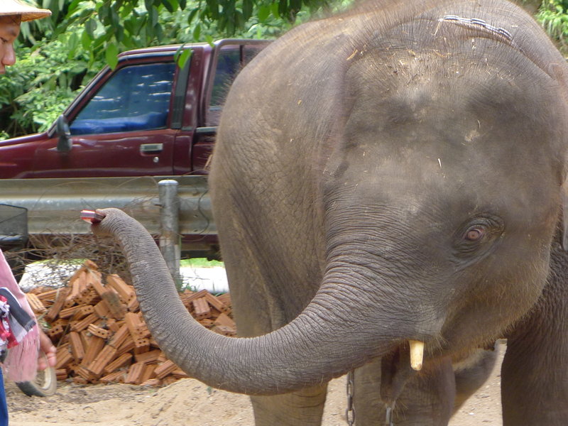 Baby elephant playing the harmonica 