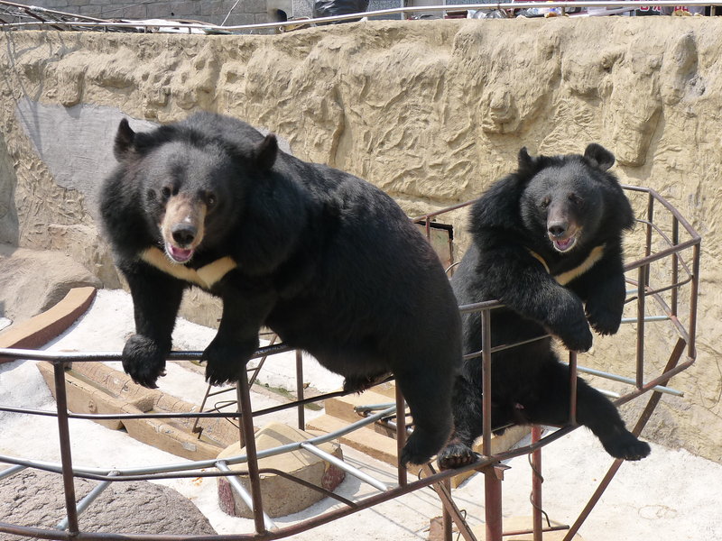 Black bears at the bottom of the wall