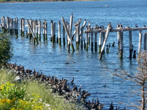 Cormorants hanging out