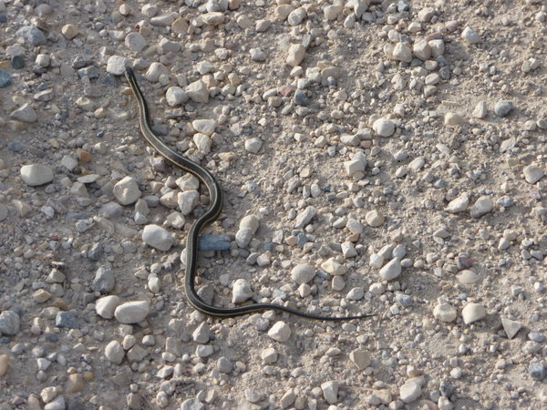 Snakes on the road