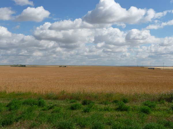 wheat field in Alberta