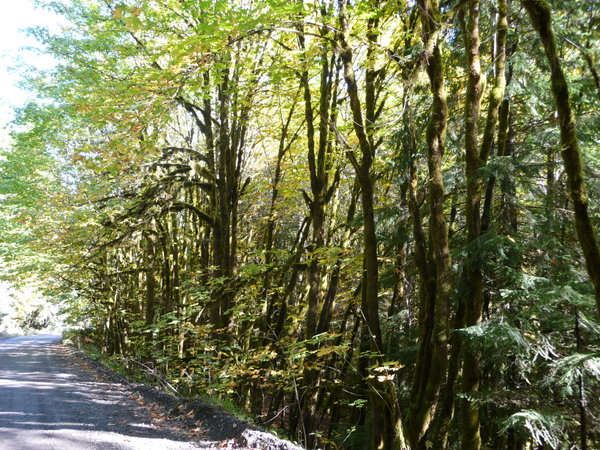 trees on Vancouver Island