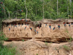 Macaws feeding on the clay lick