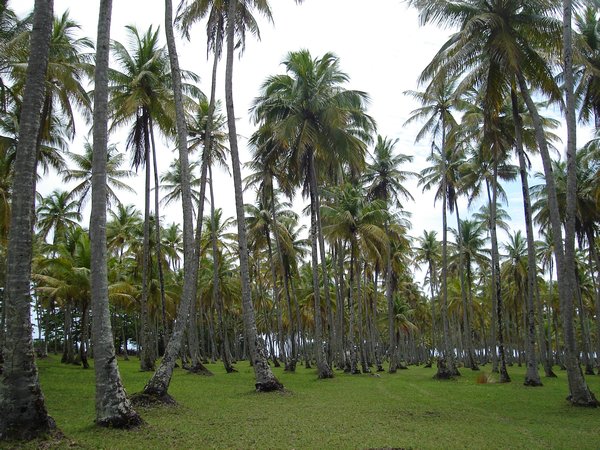 Palm trees are everywhere on Boipeba