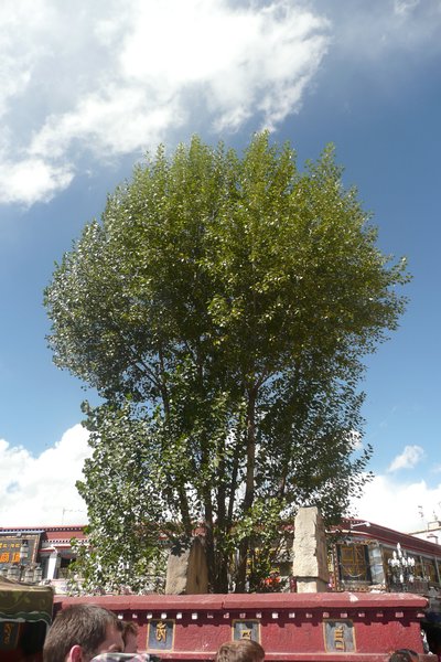 A pretty Tibetan tree