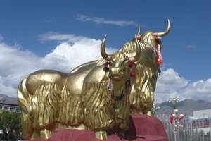 Golden yaks