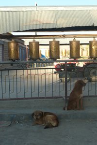two dogs and some prayer wheels