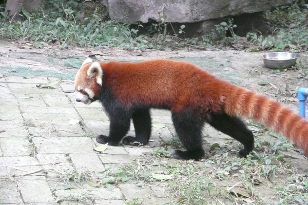 The majestic red panda