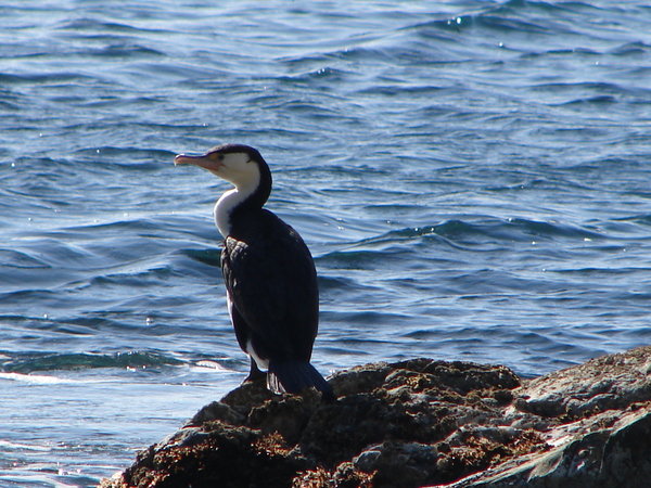 A cormorant at the beach
