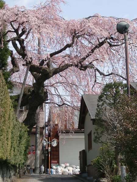 Sakura tree in the residential area
