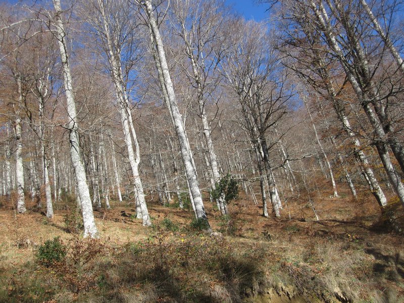 Woods of Selva Irati