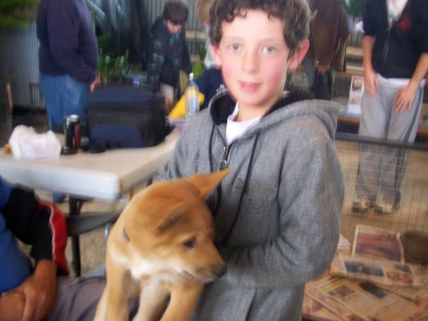 Josh with dingo pup