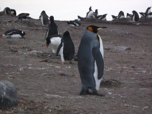 King Penguin surrounded by gentoos, Aitcho Island