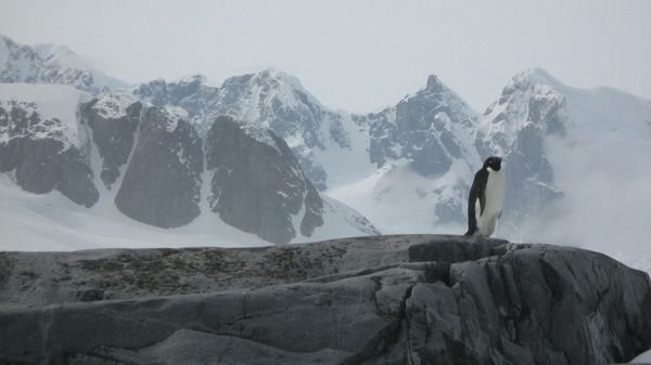 Adelie Penguin, Petermann Island
