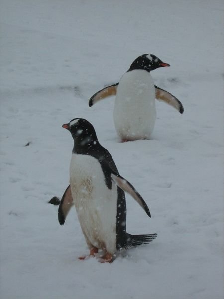 Gentoo penguins, Port Lockroy