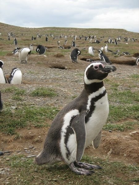 Awww, Magellanic Penguin
