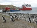 Penguins at Isla Magdalena with our boat
