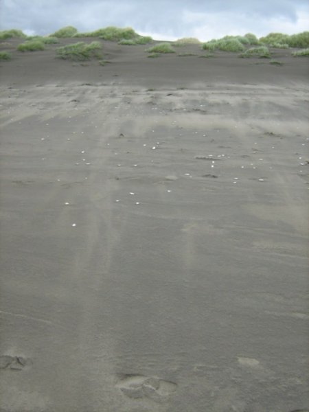 Windy beach, Chiloe National Park