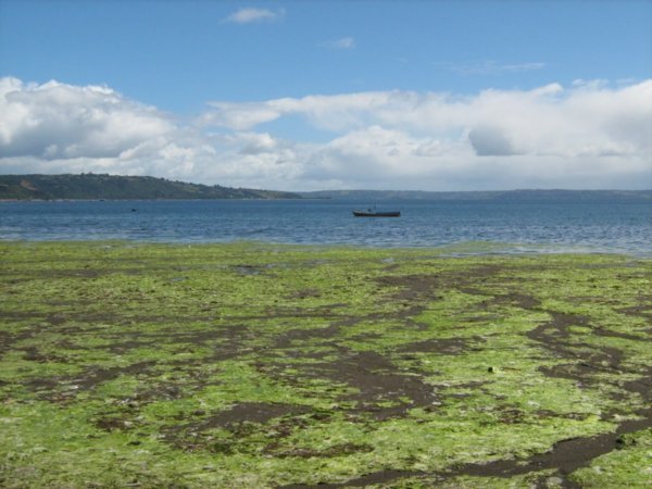 Seaweed beach, Achao