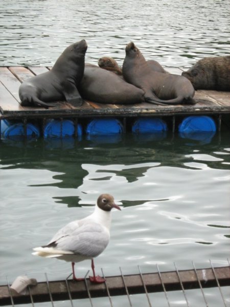 Sealions and bird at Valdivia