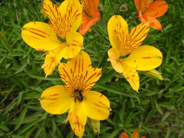 Orange flowers seen everywhere in Lanin National Park