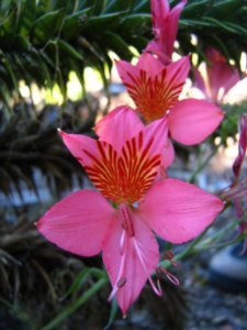 Flower, Nahuelbuta National Park