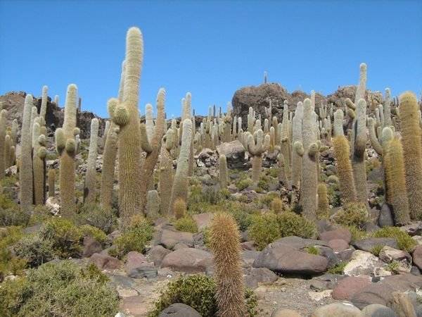 Cacti, Isla de Incahuasi, Salar de Uyuni