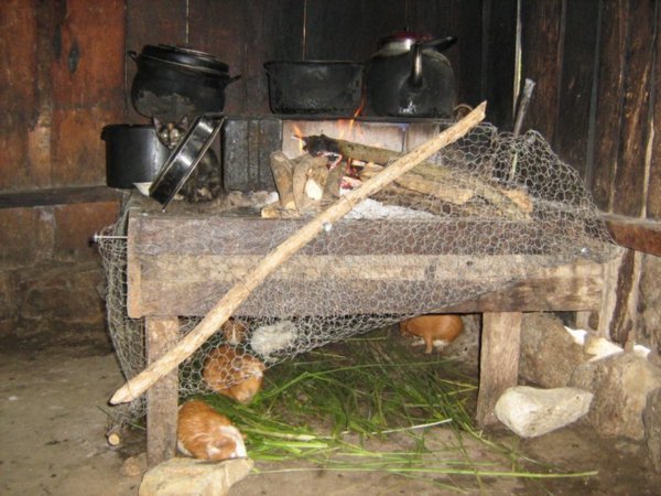 Rustic cooking space, with live guinea pigs underneath!