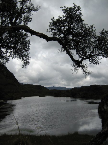 Laguna Toreadora, Cajas National Park