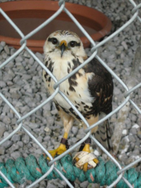 Injured owl, Otavalo