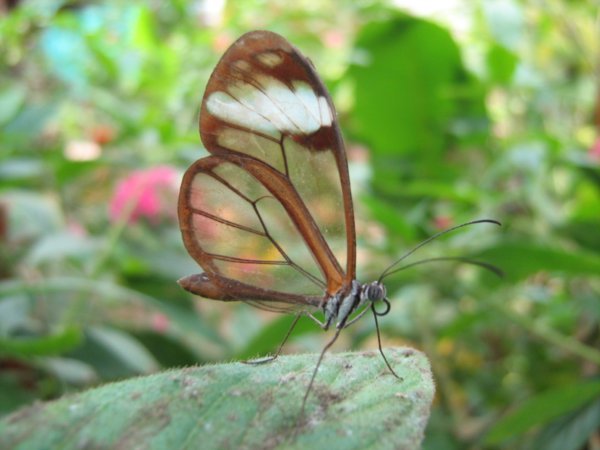 Transparent butterfly, Mindo