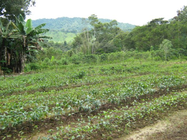Coffee plantation, Mindo