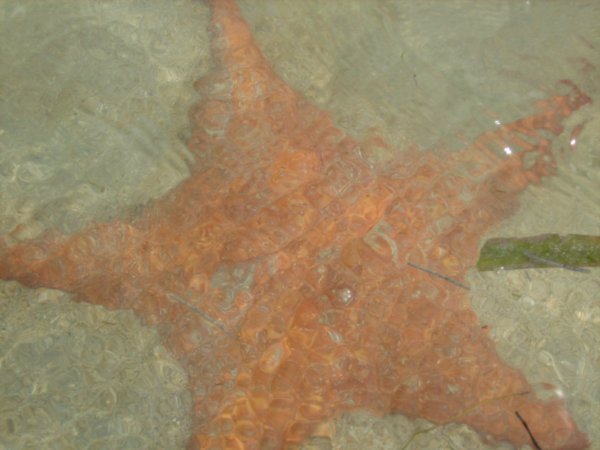 Starfish, Bocas del Drago