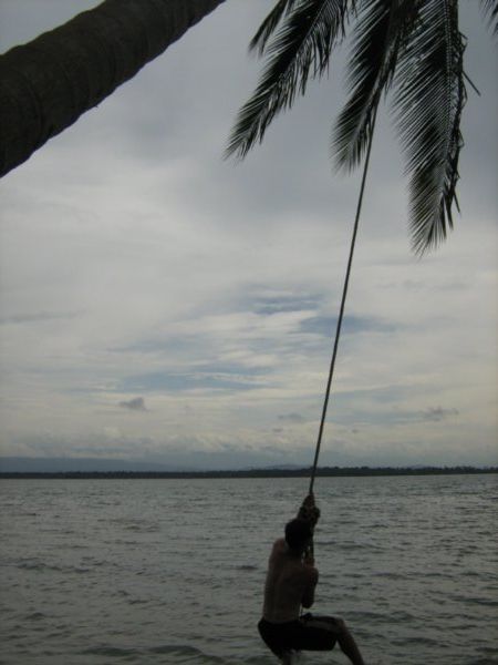 Swinging from the trees, Bocas del Drago