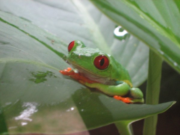 Gaudy-leaf frog, Santa Elena