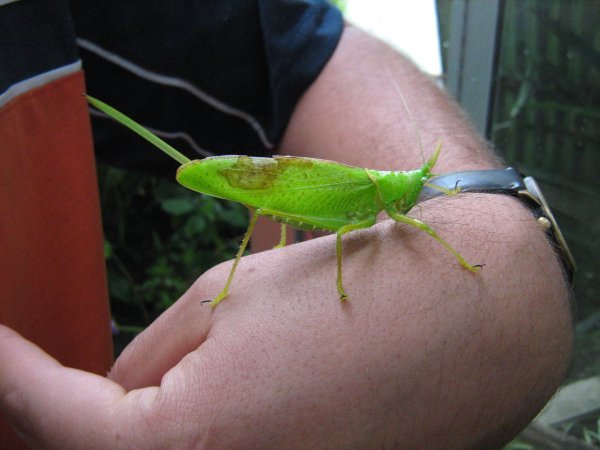 Katydid being held by our guide at "Insect World"