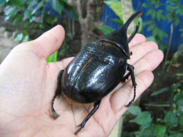 Hercules Beetle in my hand