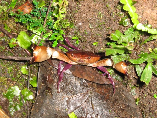 Crab in the Monteverde Cloudforest