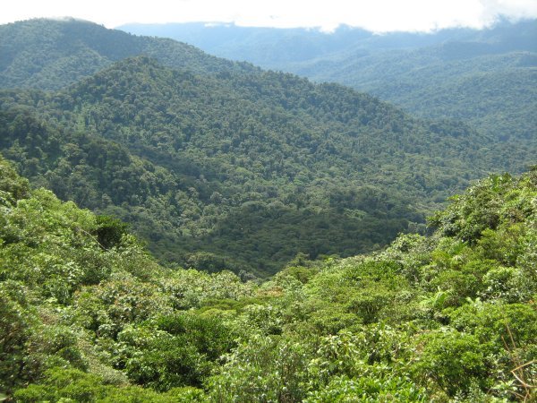 Cloud forest, Monteverde