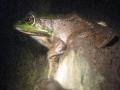 Big frog, Santa Elena
