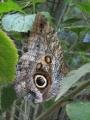 Owl-eyed butterfly, Santa Elena