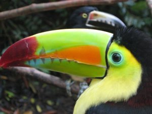 Two toucans
